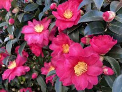 260109IMG_6803r